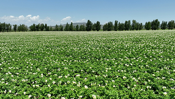 图片2：察右前旗平地泉镇南村马铃薯花朵盛开时的近景图片3.jpg